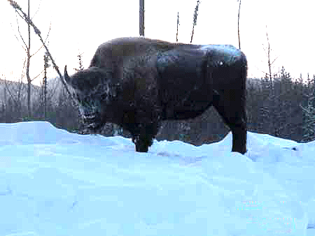 CanadianBuff, BC Mar,2008