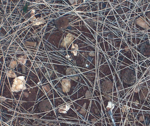Camp Smith bullet fragments